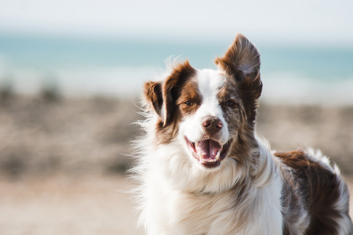 A happy dog smiling at the camera on a beach