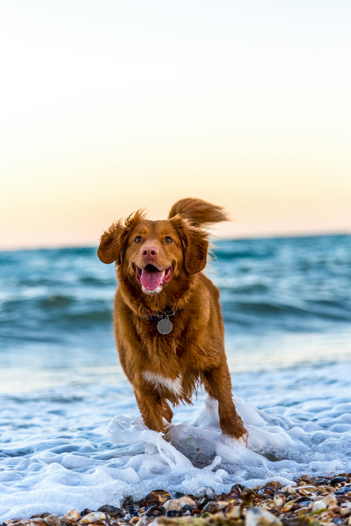 A dog running freely along the shore