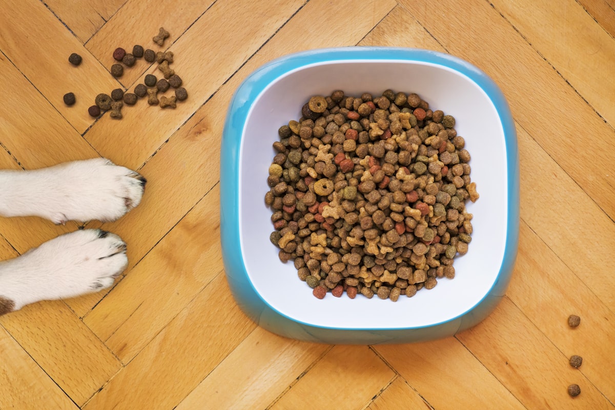 A dog beside a bowl of fresh food
